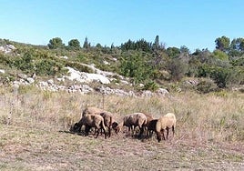 Las ovejas pastan en una de parcelas.