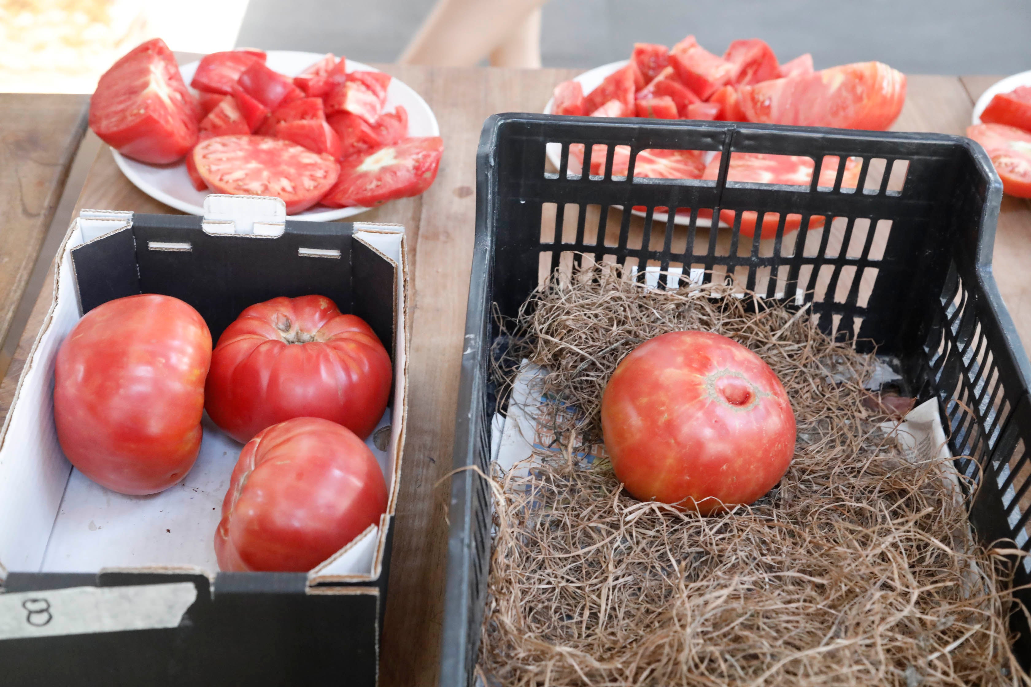 Els Magazinos elige el mejor tomate de la Comunitat Valenciana