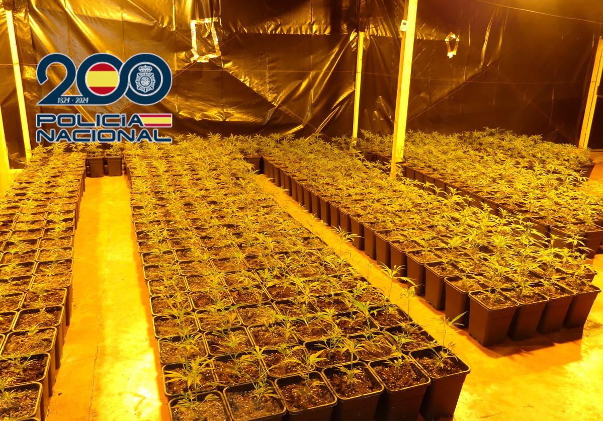 Imágenes de la plantación de marihuana en el interior de la nave industrial de Monóvar.