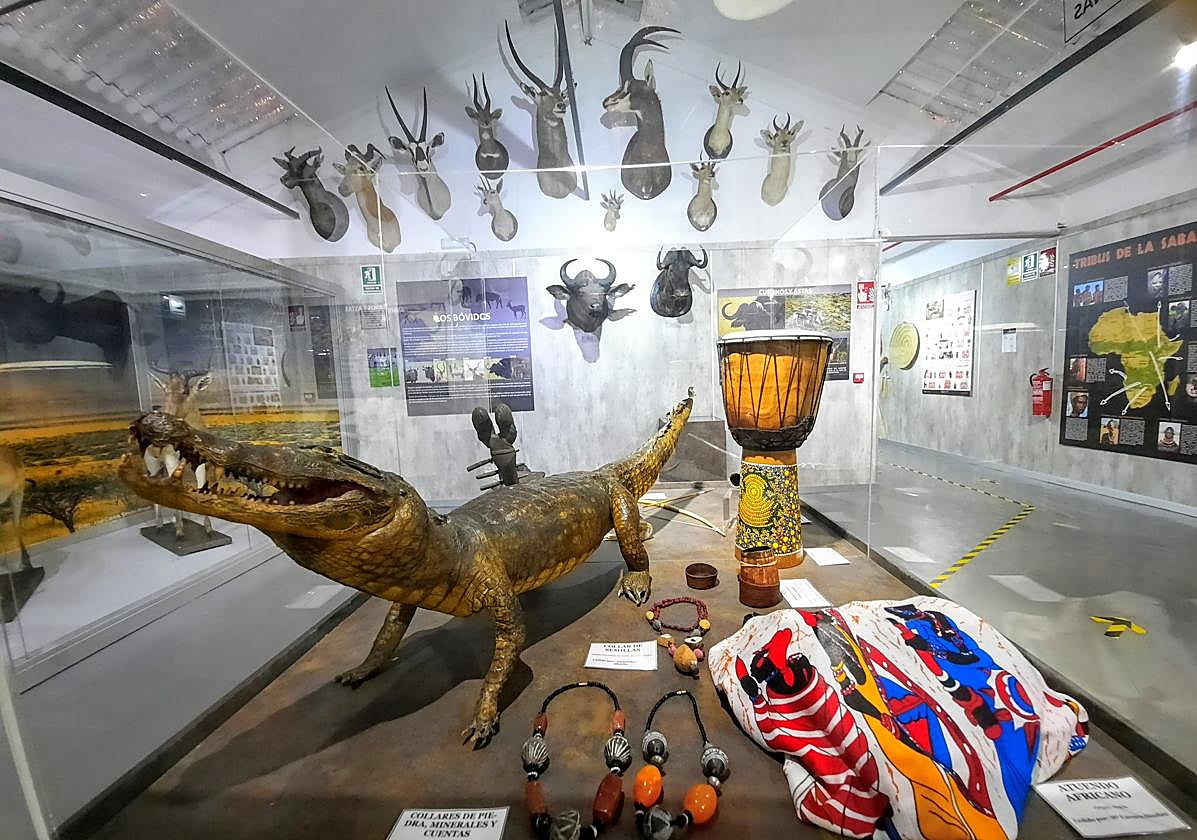 Museo de la Biodiversidad de Ibi.