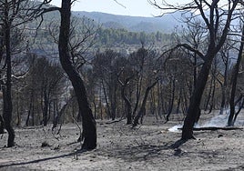 Pinos quemados en el incendio.
