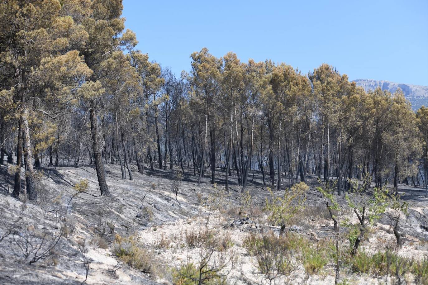 Una montaña de ceniza gris