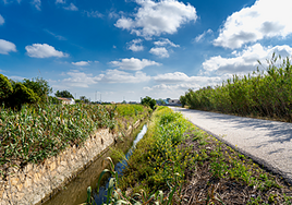 Regadío en Almoradí.
