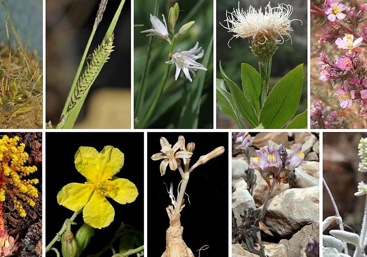 Nuevas especies descubiertas por botánicos españoles