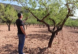 Fila de almendros en Alicante.