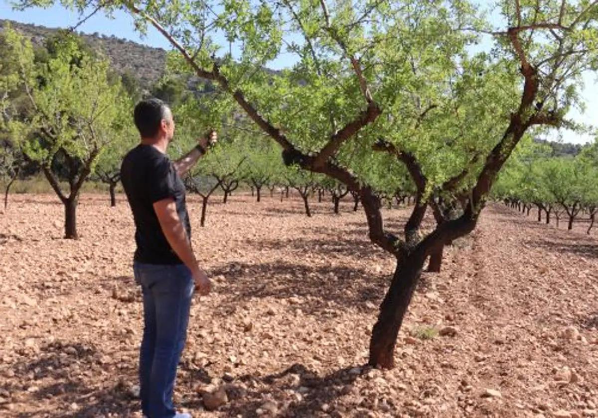 Fila de almendros en Alicante.