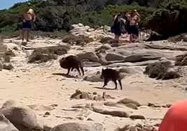 VÍDEO | Dos jabalís entran en una playa de Moraira a robar y huyen despavoridos