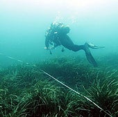 El Consell ordenará el fondeo de embarcaciones en el entorno de la Reserva Marina de Tabarca