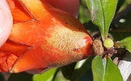 Síntomas del trip sudafricano en la huerta.