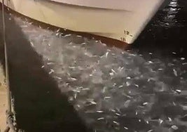 Las alachas huyendo de las barracudas en el puerto de Xàbia.