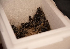 Tortugas en la playa del Carabassí.