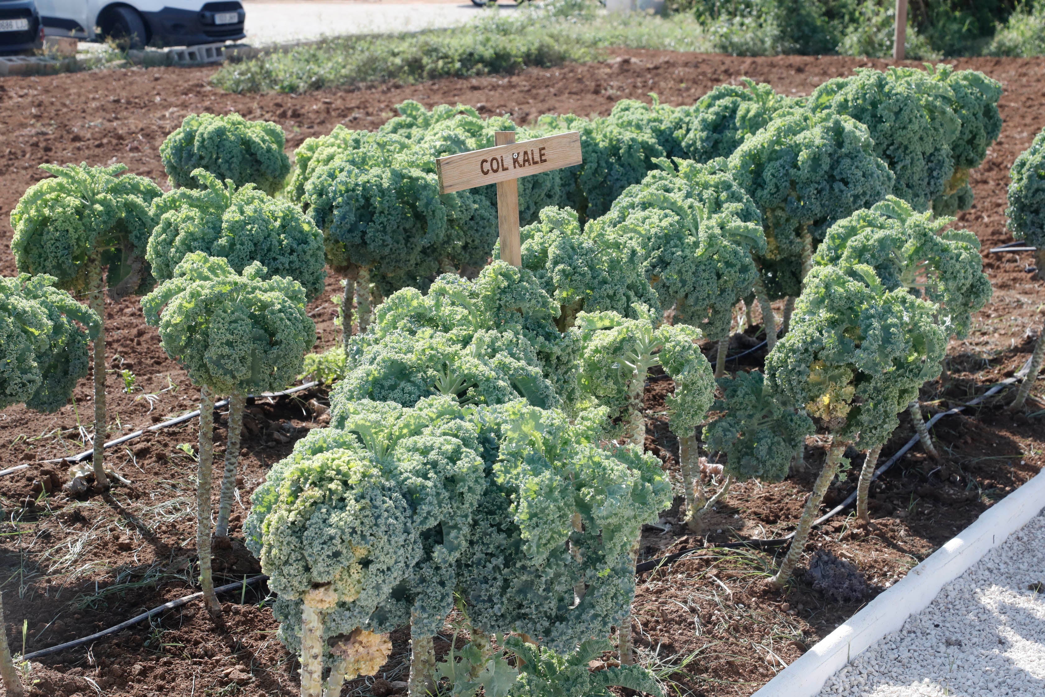 D*na Festival Dénia rinde tributo al producto de la huerta desde la orilla del mar