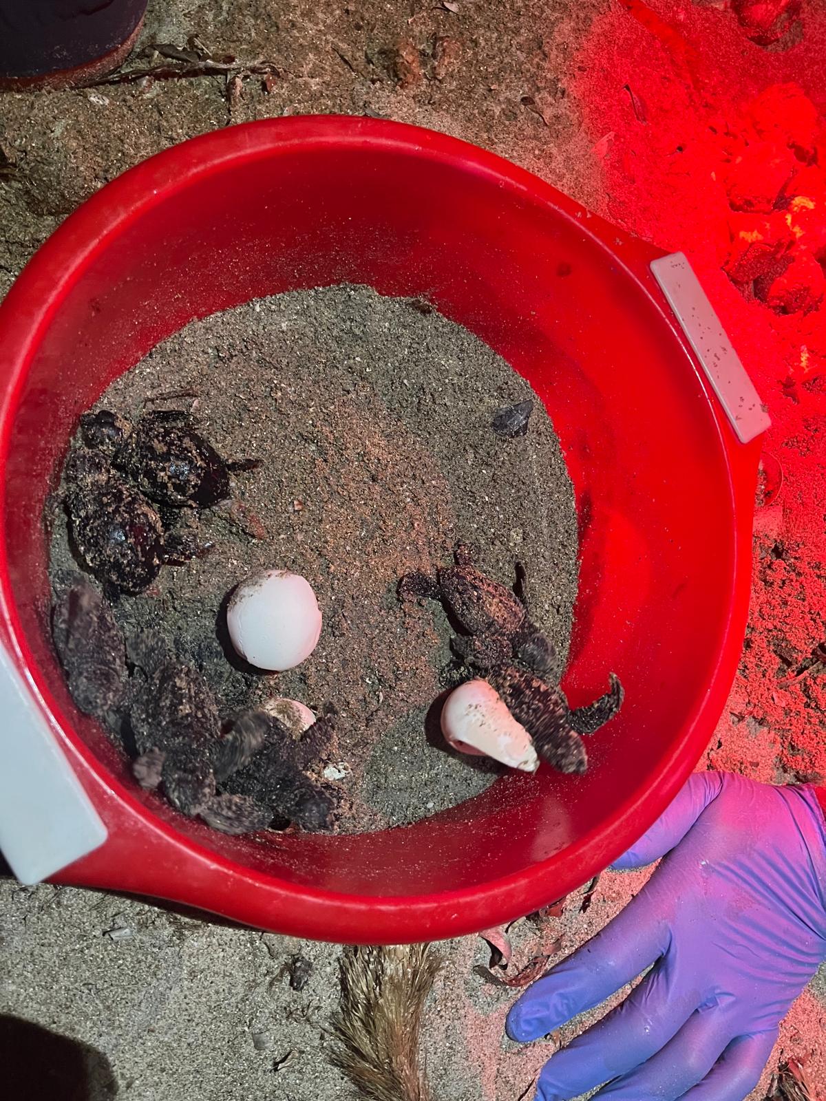 Nacen más de 100 tortugas en Dénia