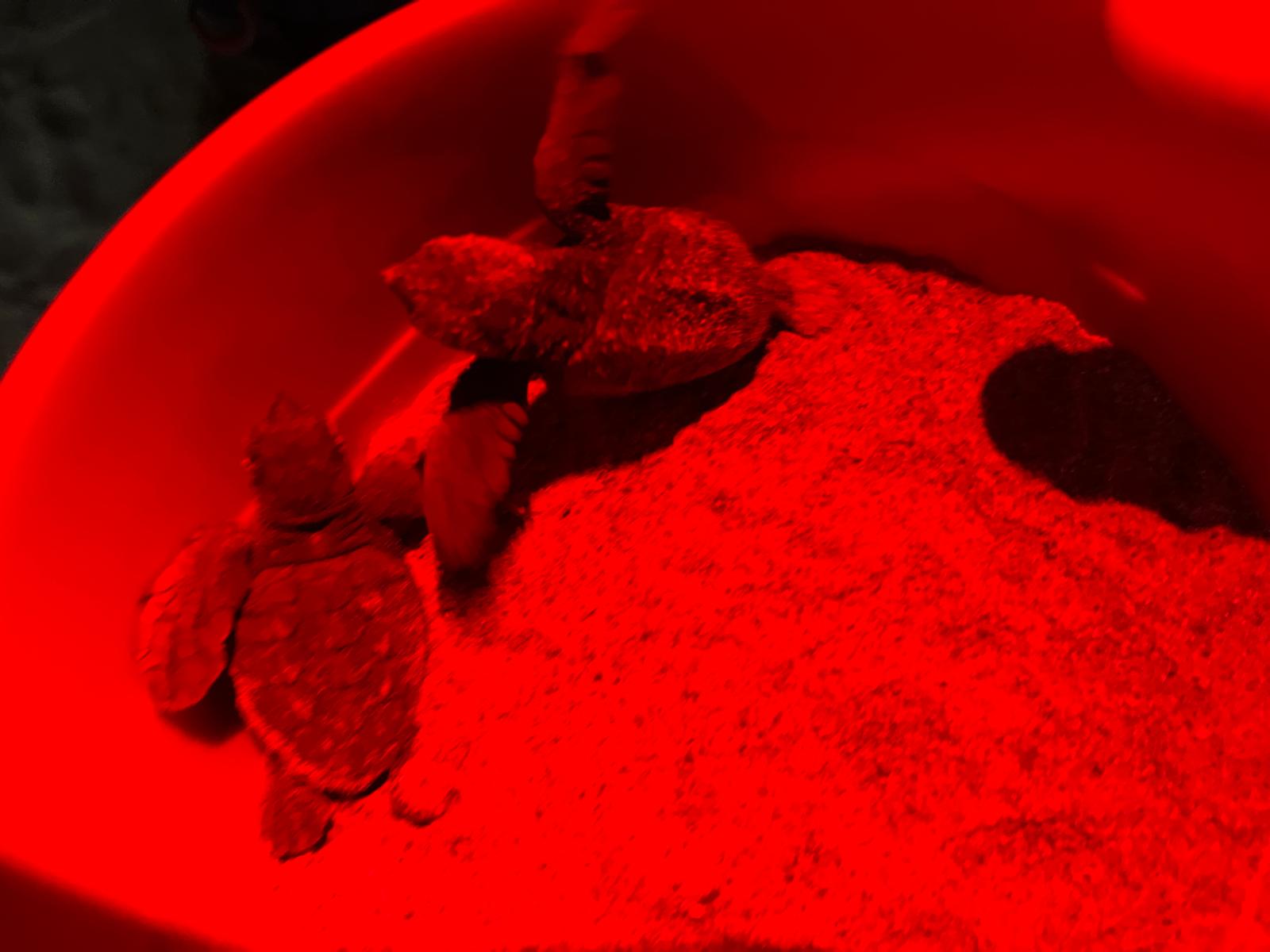 Nacen más de 100 tortugas en Dénia