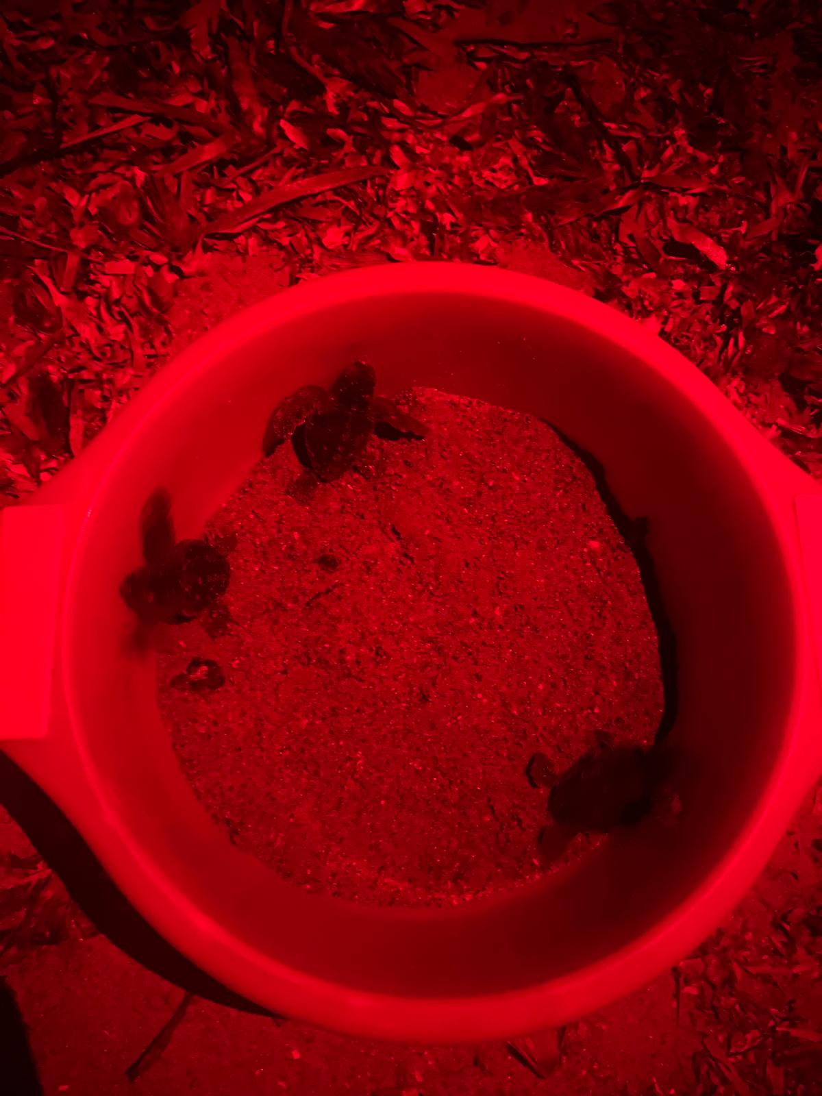 Nacen más de 100 tortugas en Dénia