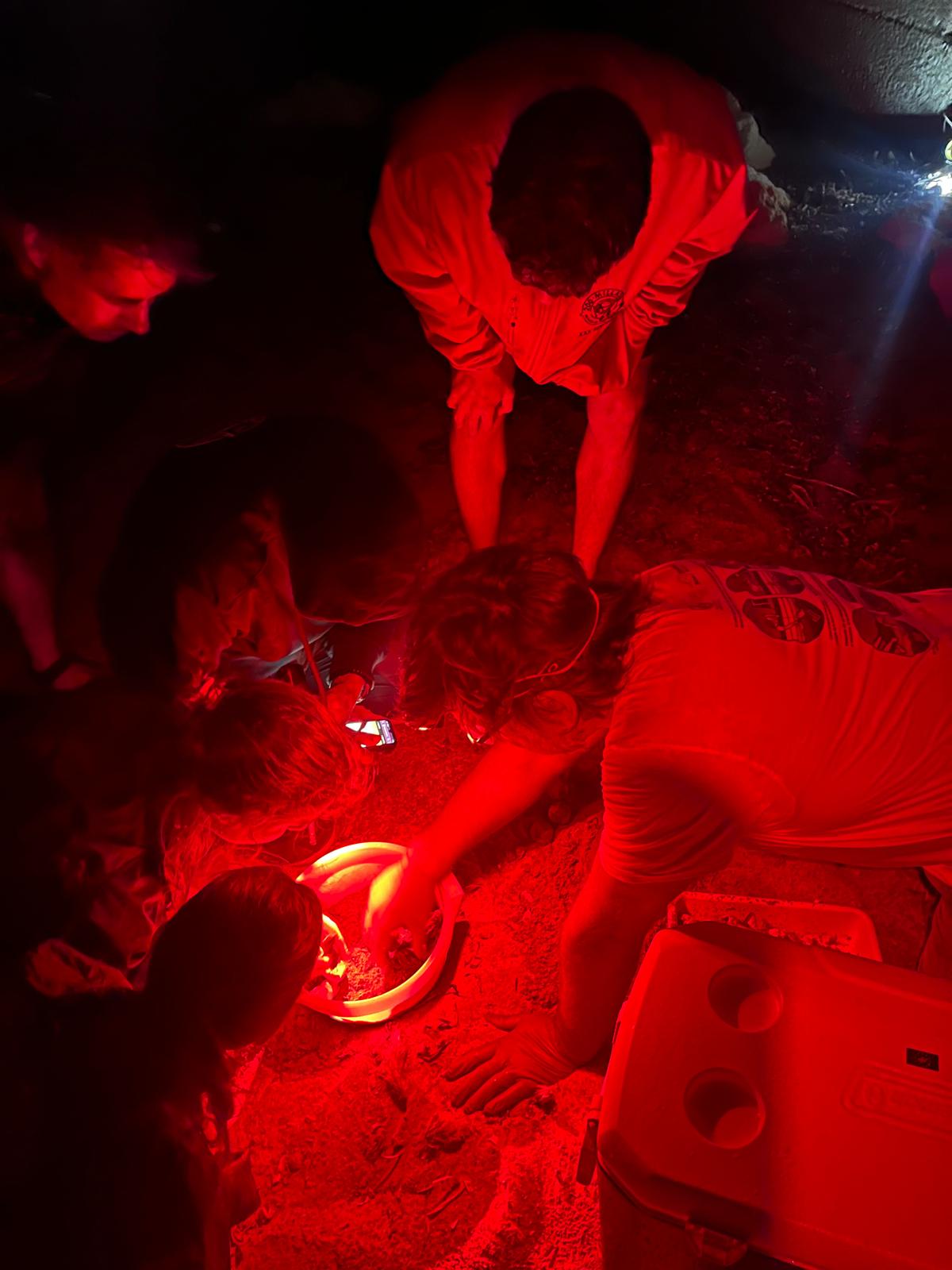 Nacen más de 100 tortugas en Dénia