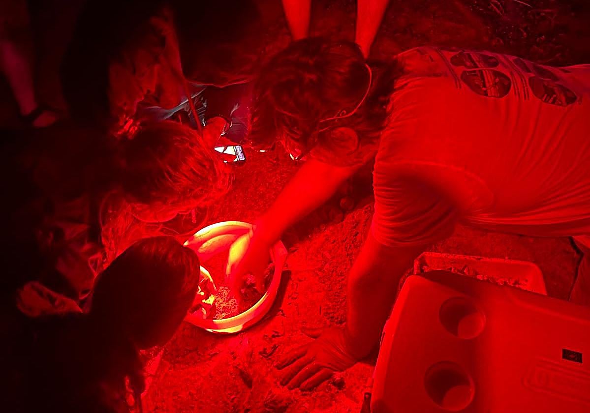 Nacen más de 100 tortugas en Dénia