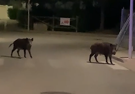 Imágenes de los dos jabalíes en una urbanización de Dénia.