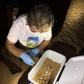 The province of Alicante becomes a refuge for turtles