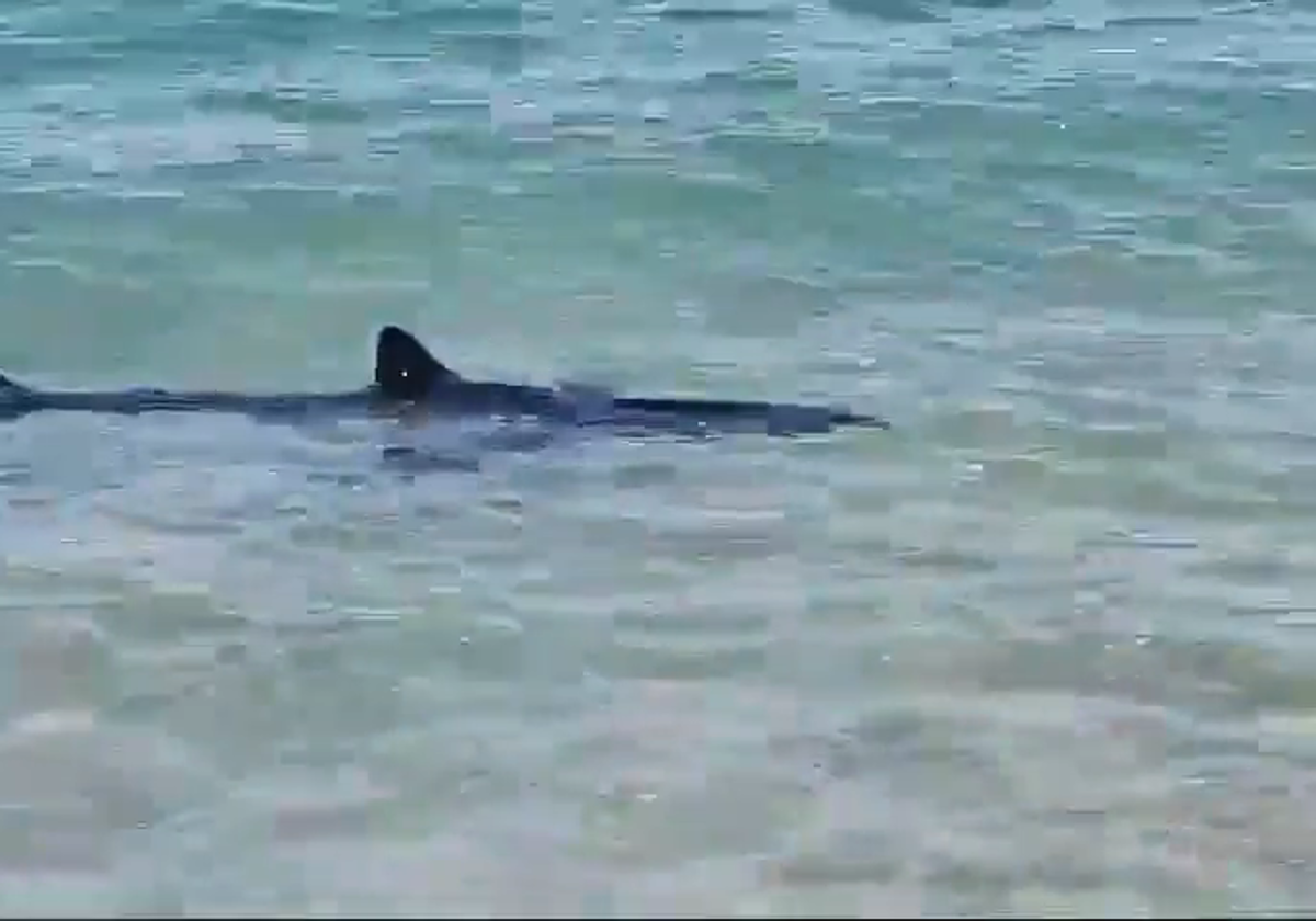 LEE AQUÍ: Susto en una playa de la provincia de Alicante por la presencia de un tiburón en la orilla