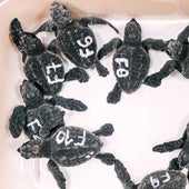 The most curious birth in Benidorm: ten turtles from a tourist mother