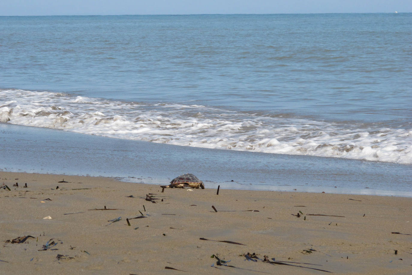 Suelta de tortugas en Dénia