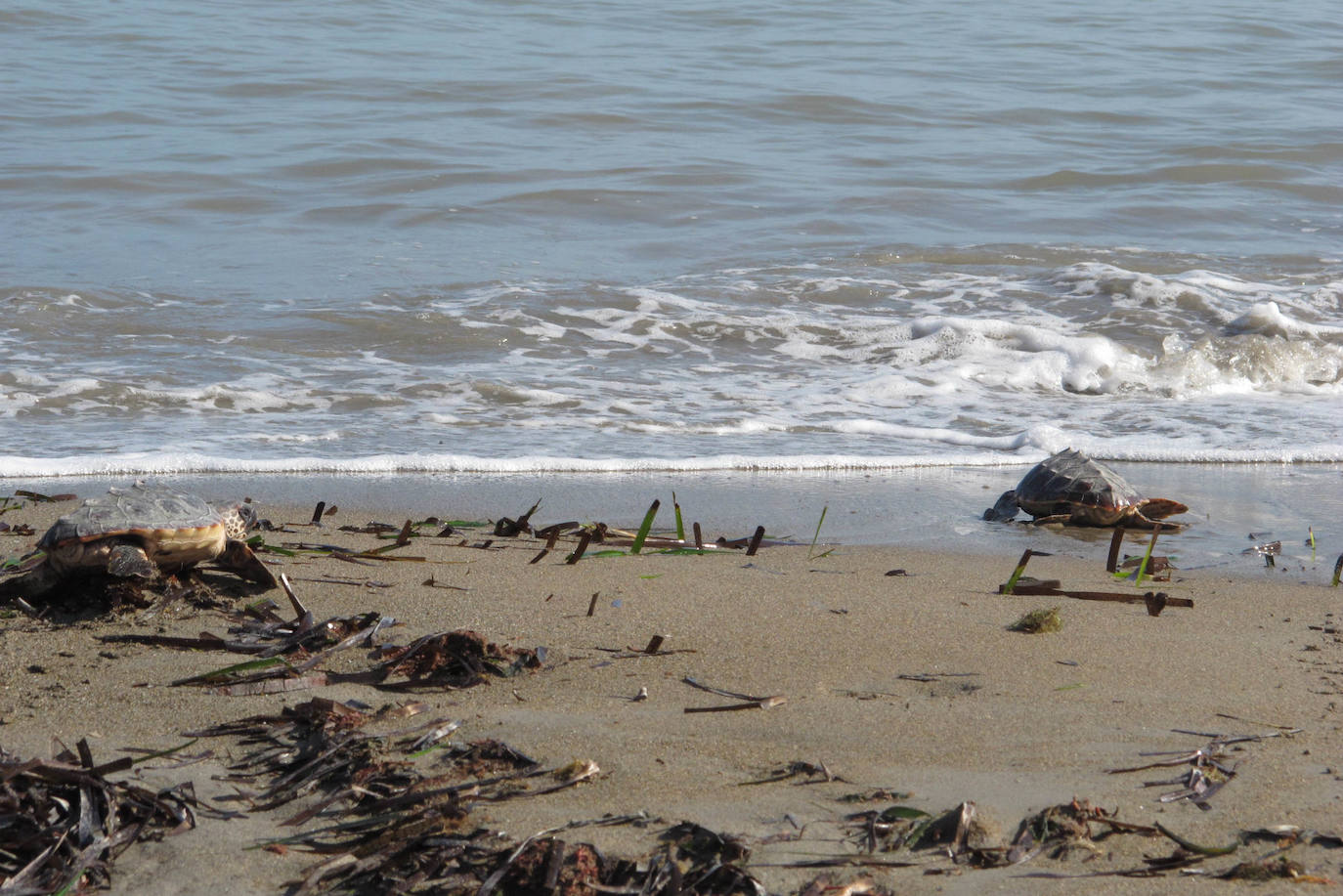 Suelta de tortugas en Dénia