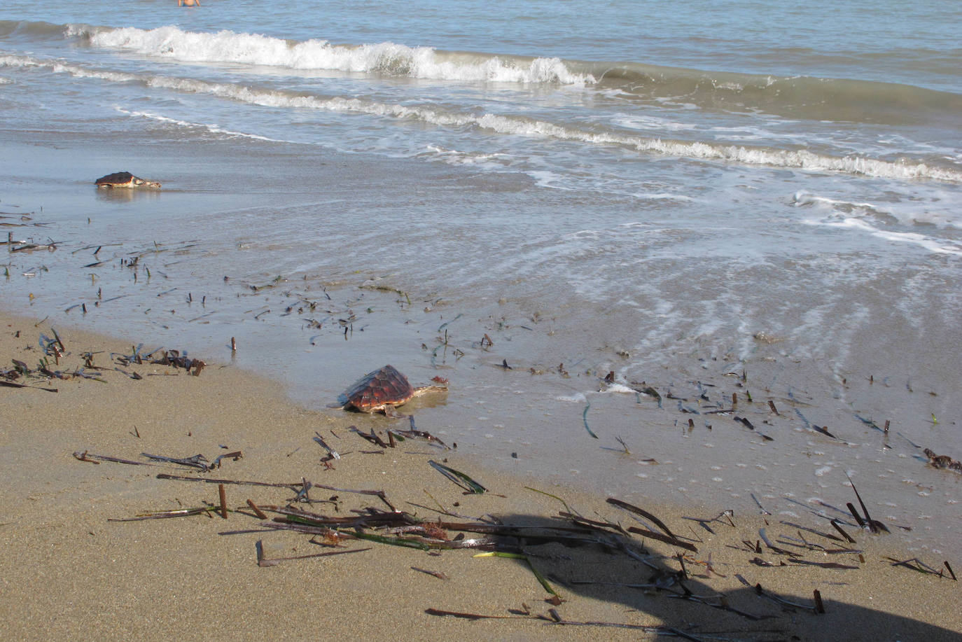 Suelta de tortugas en Dénia