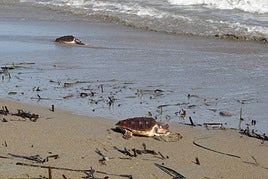 Suelta de tortugas en Dénia