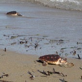 Turtle release in Dénia