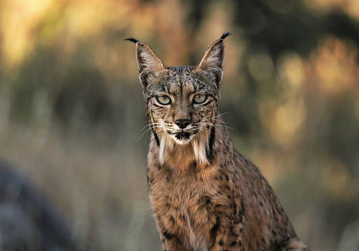 Algunas especies de mamíferos como el lince muestran una tendencia positiva por los esfuerzos de conservación.