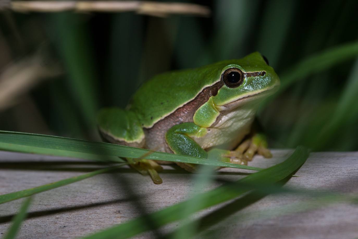 Los anfibios como la ranita de San Antonio son el grupo que presenta las tendencias poblacionales más negativas