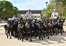 Las ovejas y cabras pasean por el campus de la UA.