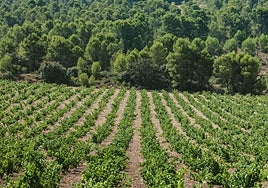 Viñedos de monastrell.
