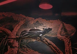 Lámpara irradiada para dar calor a una iguana.