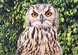 Búho de Bengala de Terra Natura Benidorm.