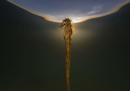 Fotografía de 'Mare Lucidum II'.