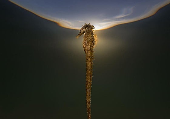 Fotografía de 'Mare Lucidum II'.