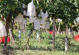 Cultivo de Uva de Mesa del Vinalopó.