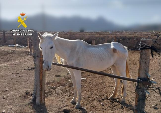 Uno de los caballos de la finca en malas condiciones.