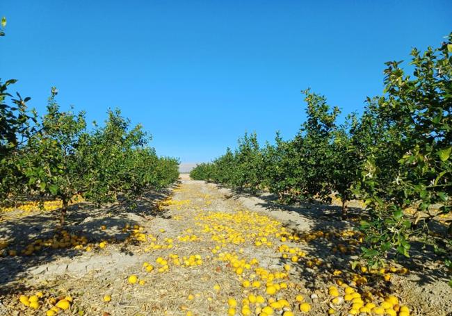 Limones caídos en una finca.