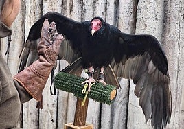 Revisión de una de las aves rapaces de Terra Natura Benidorm.