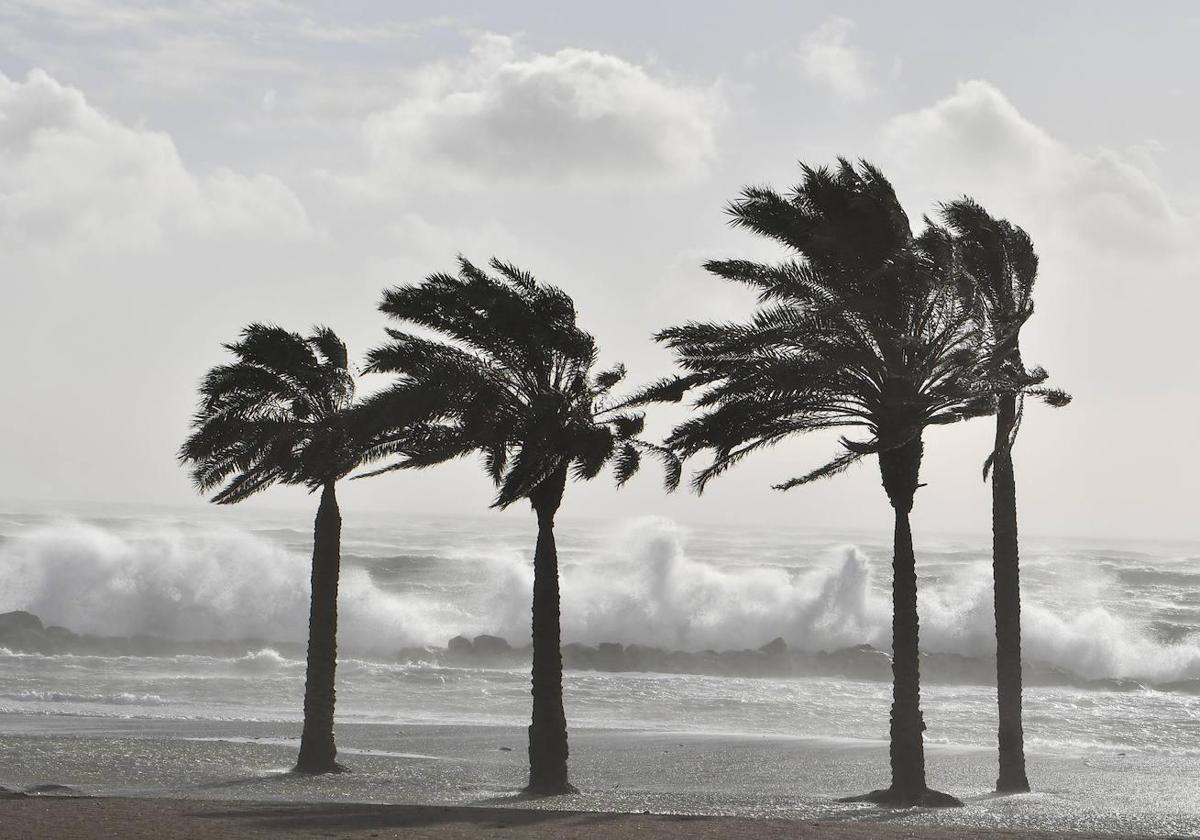 El mar alcanza las palmeras en una playa por el fuerte oleaje