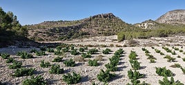 Viñedos de una de las cosechas inscritas a la Denominación de Origen.
