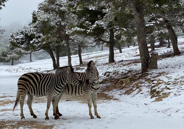 Cebras del Safari de Aitana en la nieve.