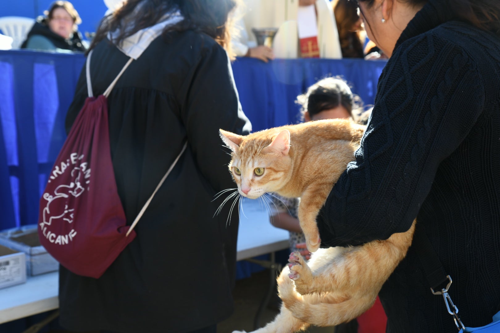 Bendición de animales en Alicante por San Antón, busca las fotos de tu mascota