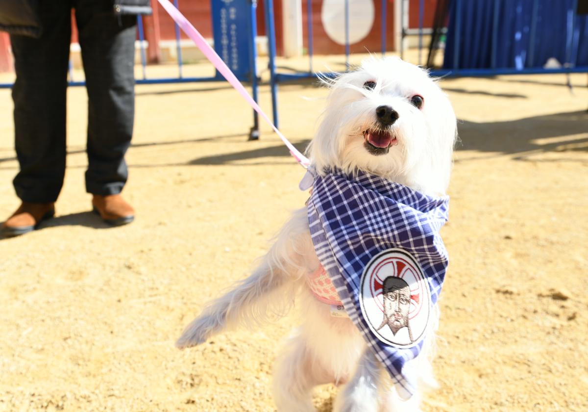 Bendición de animales en Alicante por San Antón, busca las fotos de tu mascota