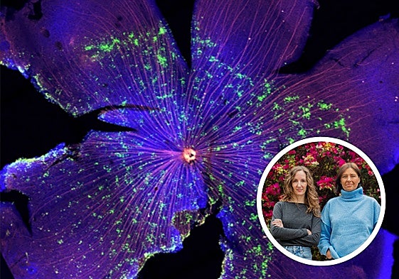 Imagen de una retina de ratón donde se observan las células ganglionares, junto a las investigadoras Verónica Murcia Belmonte y Eloísa Herrera.