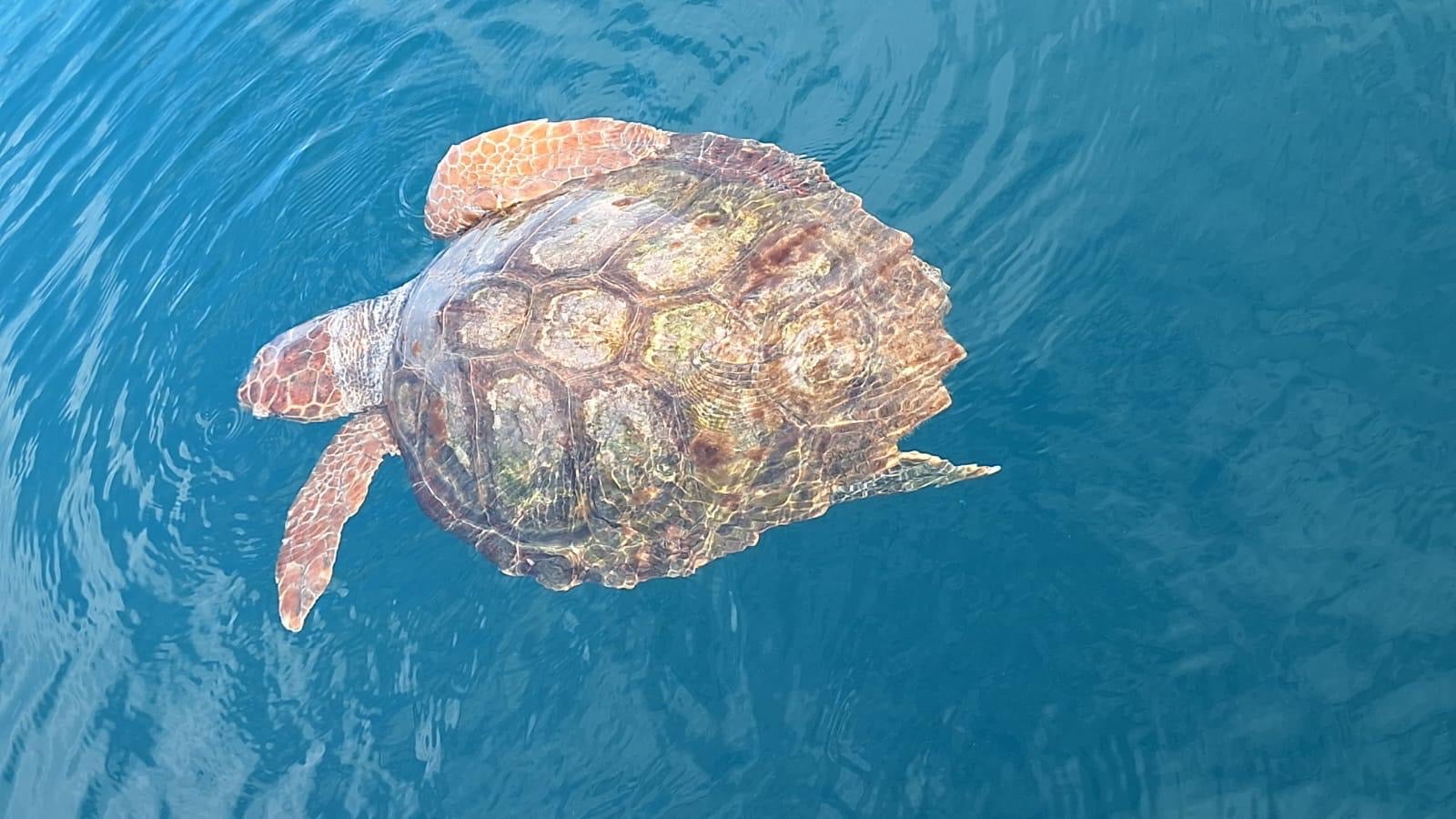 Imagen principal - Una embarcación rescata a una tortuga herida en Dénia