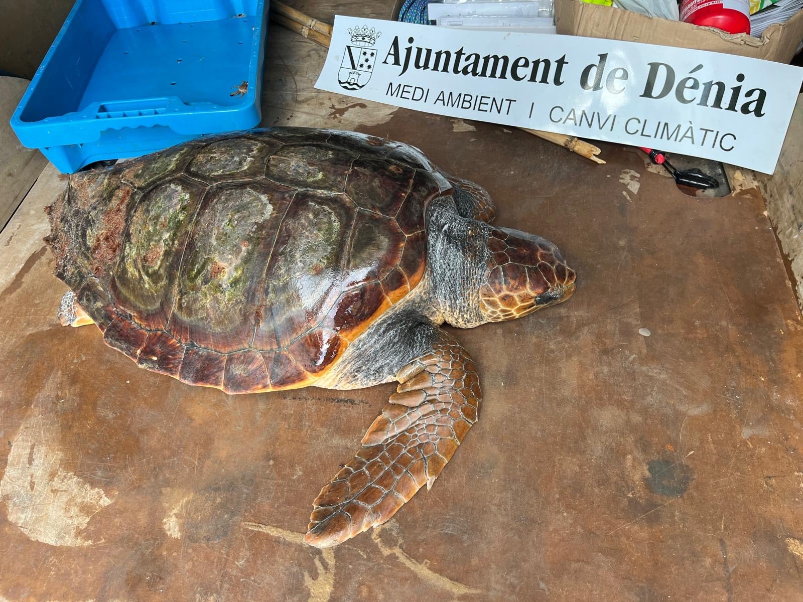 Imagen secundaria 2 - Una embarcación rescata a una tortuga herida en Dénia